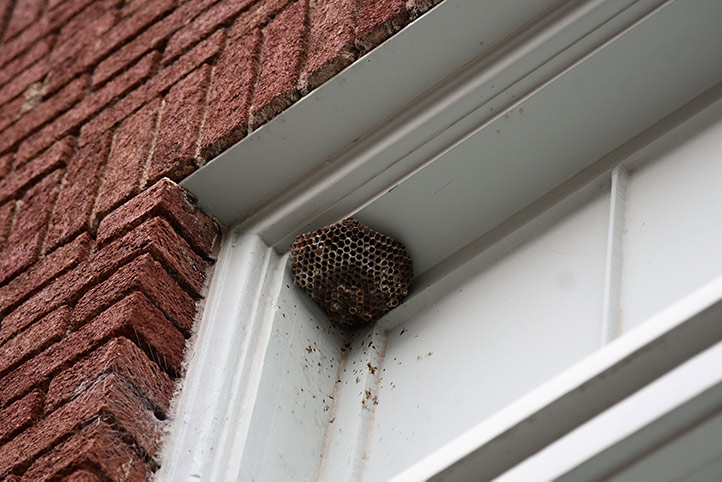 We provide a wasp nest removal service for domestic and commercial properties in Liversedge.